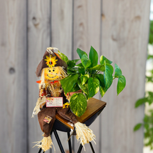 Load image into Gallery viewer, SCARECROW POT WITH PLANT