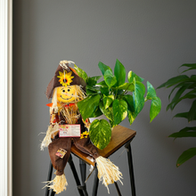 Load image into Gallery viewer, SCARECROW POT WITH PLANT
