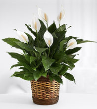 Load image into Gallery viewer, PEACE LILY
