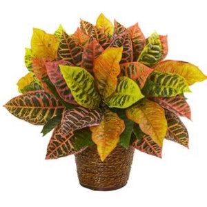 4" Croton plant SMALL BASKET