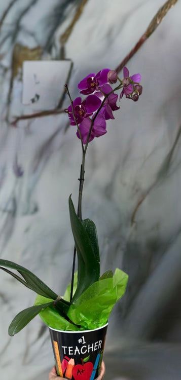 Single stem Orchid purple in Teacher's pot