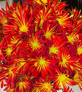 MUM PLANT IN FALL POT