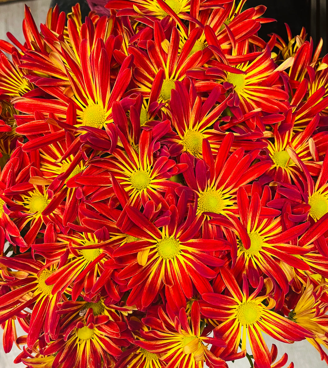 MUM PLANT IN FALL POT