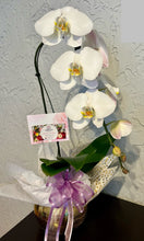 Load image into Gallery viewer, Single white orchid plant
