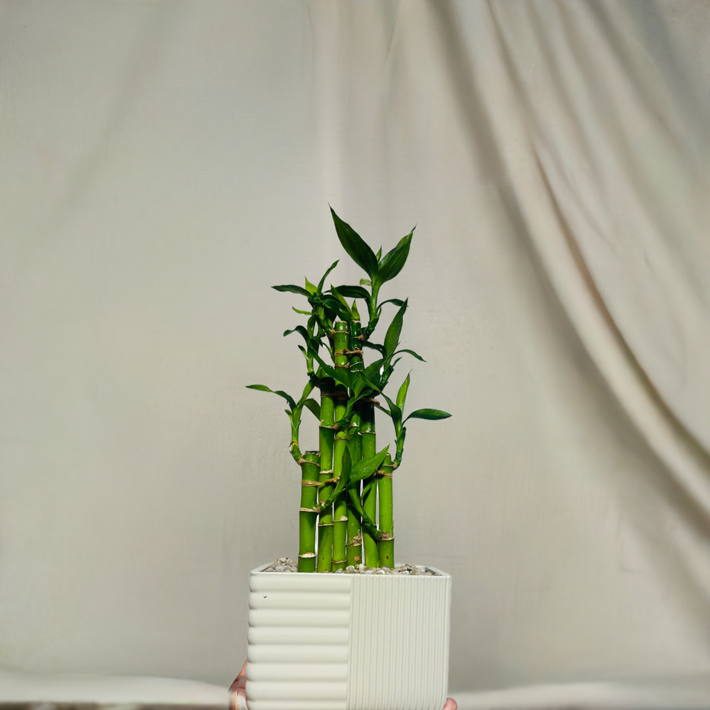 LUCKY BAMBOO small size