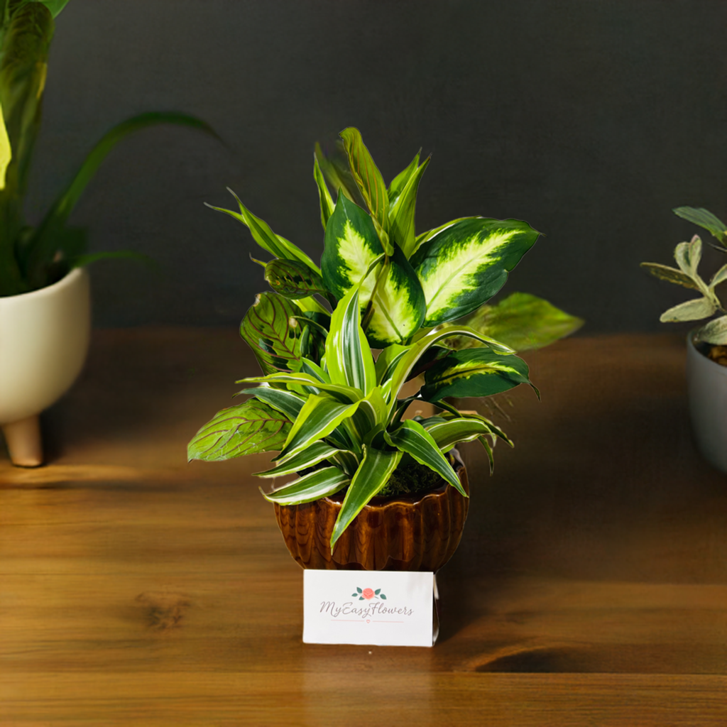 Dish garden in ceramic pot