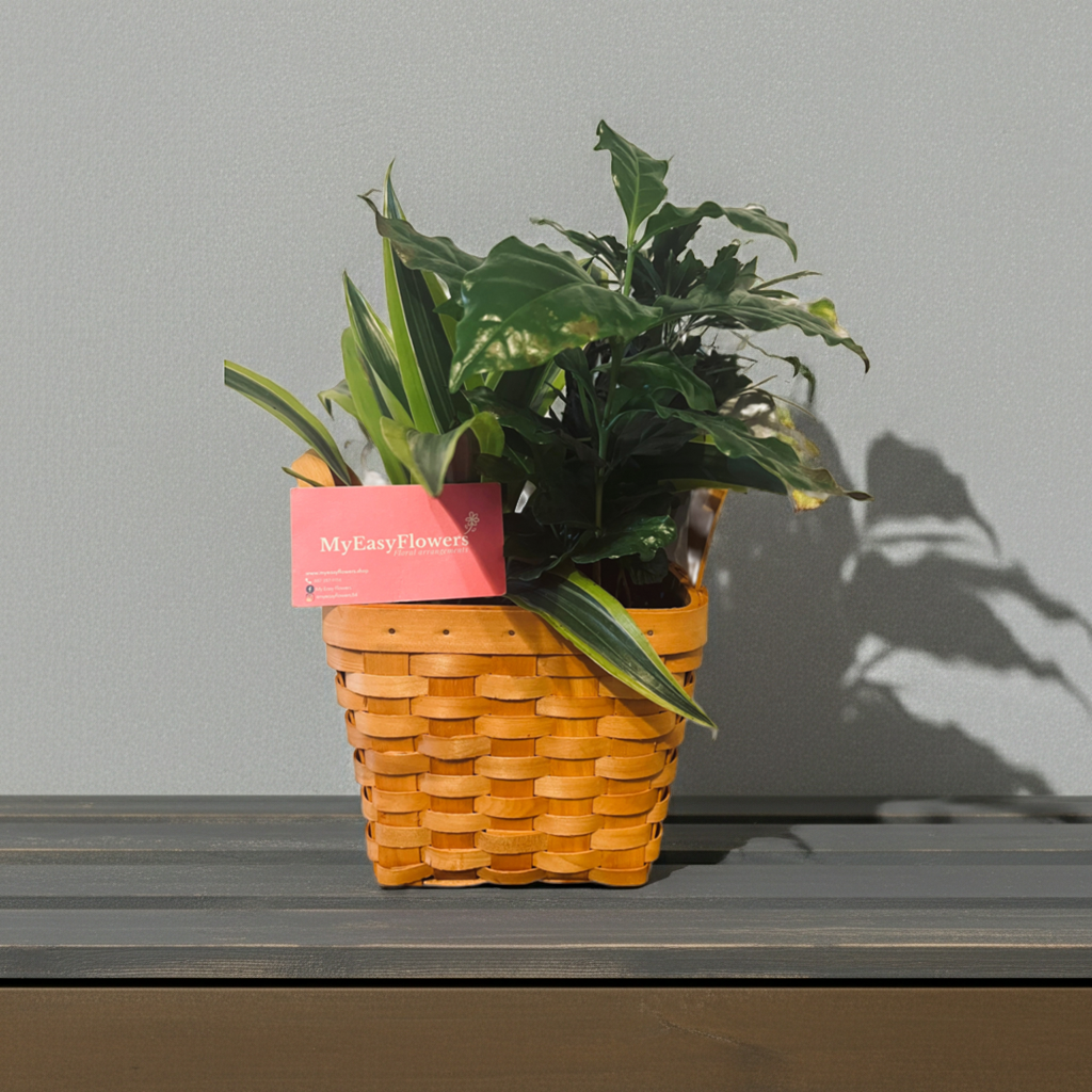 Small Dish garden in Basket