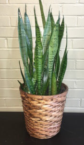 Indoor snake plant 6’ in basket