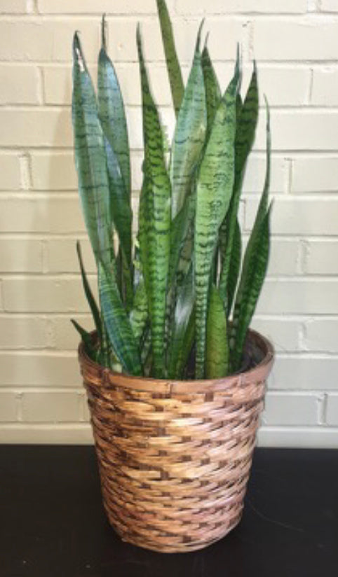 Indoor snake plant 6’ in basket