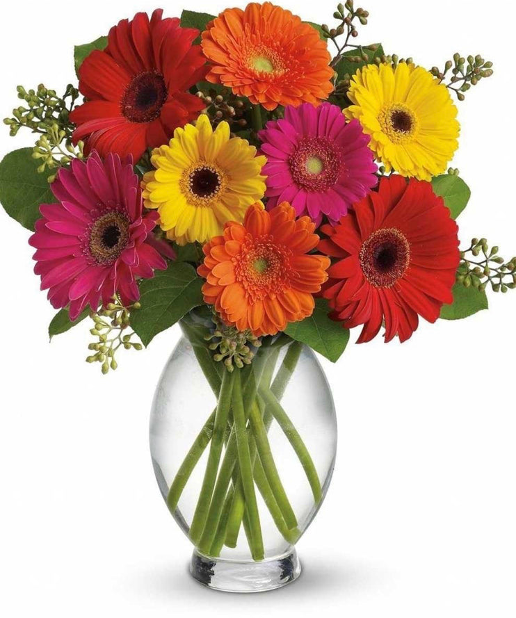 GERBERA GARDEN