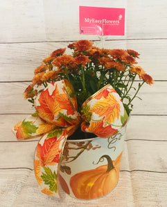 MUM PLANT IN FALL POT