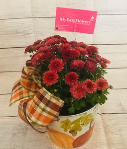 MUM PLANT IN FALL POT