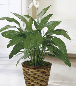 PEACE LILY