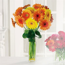 Load image into Gallery viewer, myeasyflowers-GERBERA-GERBERA-GERBERA_ORANGE
